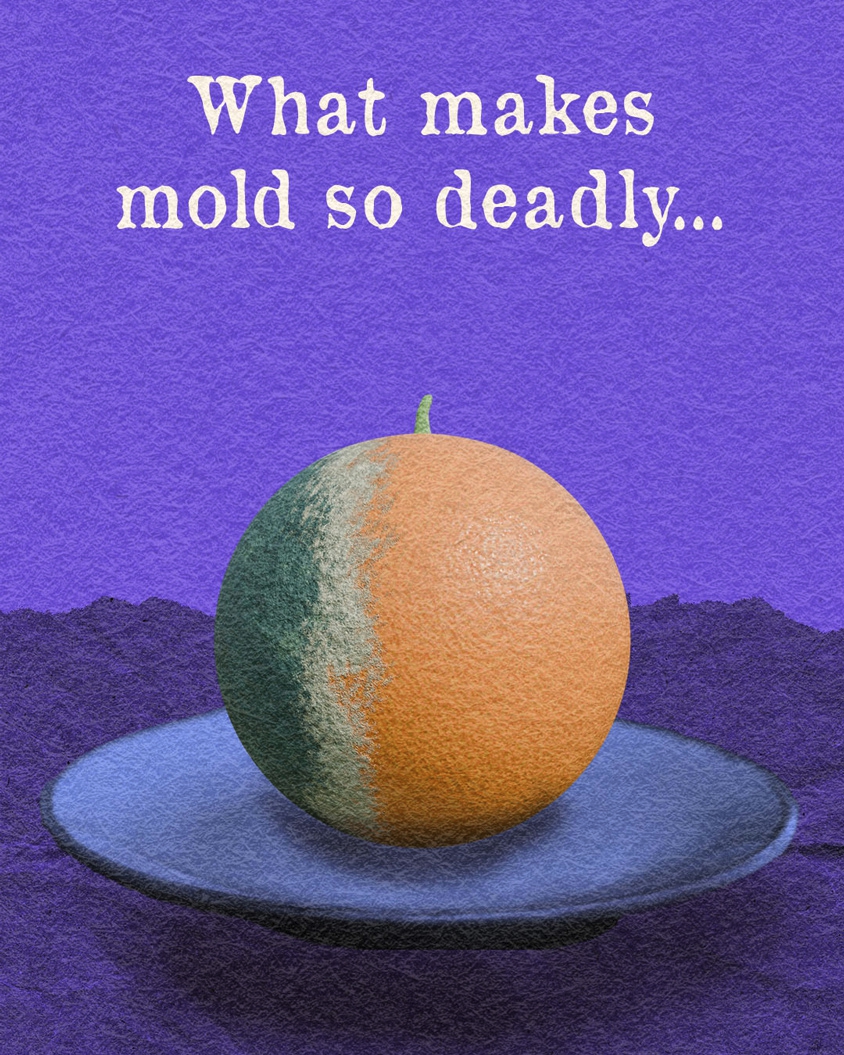Moldy Fruit