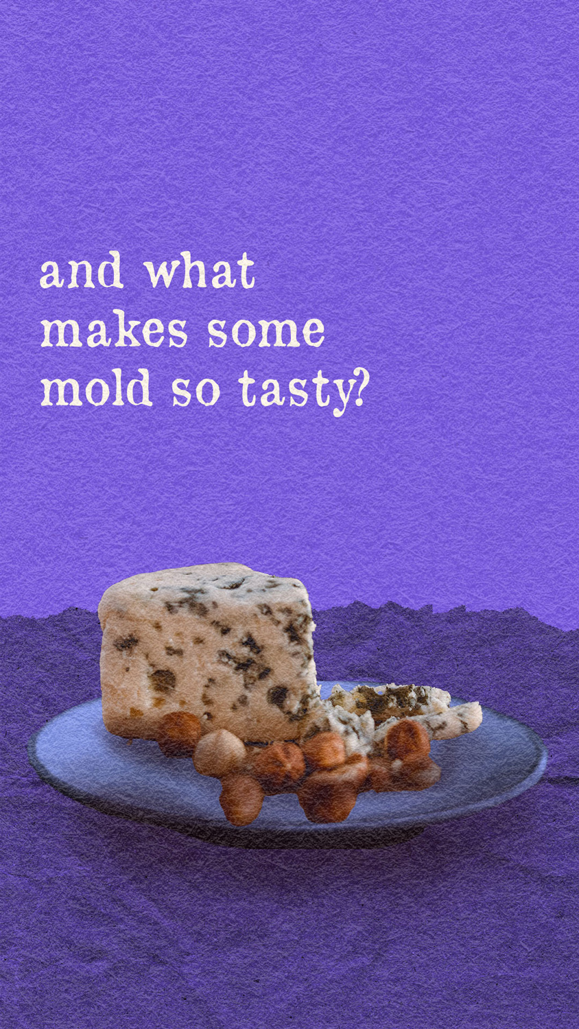 A collage illustration of a plate of blue cheese