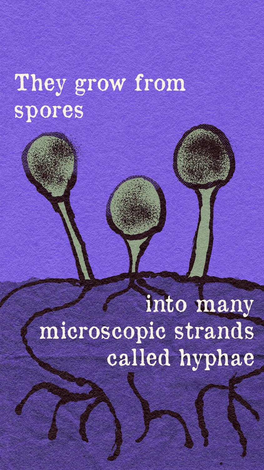 An illustrated diagram of mold hyphae